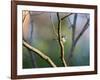 A Blue Tit Rests on a Branch in Richmond Park-Alex Saberi-Framed Photographic Print