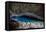 A Blue Underground Lake in Grotto Azul Cave System, Bonito, Brazil-Alex Saberi-Framed Stretched Canvas