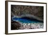 A Blue Underground Lake in Grotto Azul Cave System, Bonito, Brazil-Alex Saberi-Framed Photographic Print