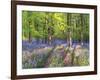 A Bluebell Path-Assaf Frank-Framed Giclee Print