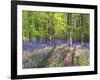 A Bluebell Path-Assaf Frank-Framed Giclee Print