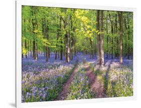 A Bluebell Path-Assaf Frank-Framed Giclee Print