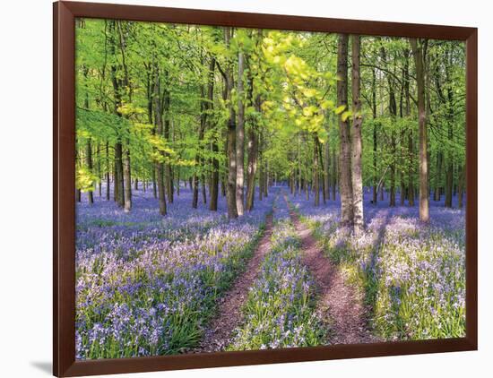 A Bluebell Path-Assaf Frank-Framed Giclee Print