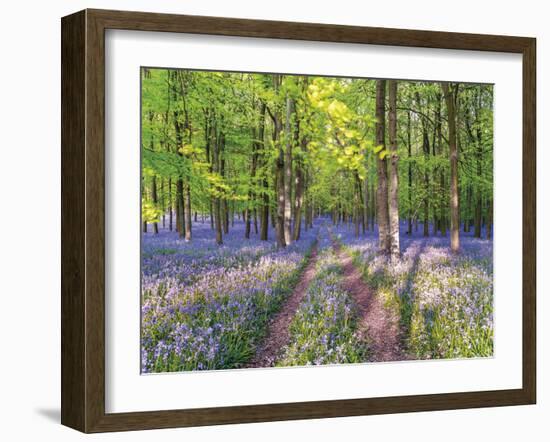 A Bluebell Path-Assaf Frank-Framed Giclee Print