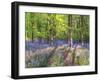 A Bluebell Path-Assaf Frank-Framed Giclee Print