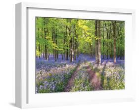 A Bluebell Path-Assaf Frank-Framed Giclee Print