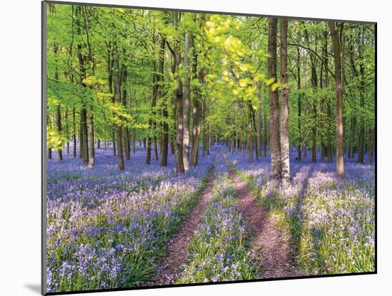 A Bluebell Path-Assaf Frank-Mounted Giclee Print