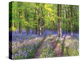 A Bluebell Path-Assaf Frank-Stretched Canvas
