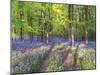 A Bluebell Path-Assaf Frank-Mounted Giclee Print