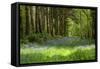 A Bluebell Wood in Oxfordshire, England in Early Summer-Arbor Images-Framed Stretched Canvas
