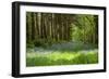 A Bluebell Wood in Oxfordshire, England in Early Summer-Arbor Images-Framed Photographic Print