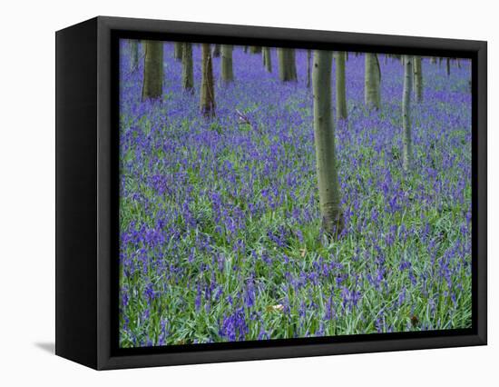 A Bluebell Wood in Sussex, England, UK-Jean Brooks-Framed Stretched Canvas