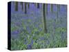 A Bluebell Wood in Sussex, England, UK-Jean Brooks-Stretched Canvas