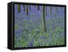 A Bluebell Wood in Sussex, England, UK-Jean Brooks-Framed Stretched Canvas