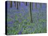 A Bluebell Wood in Sussex, England, UK-Jean Brooks-Stretched Canvas