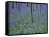 A Bluebell Wood in Sussex, England, UK-Jean Brooks-Framed Stretched Canvas