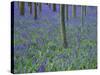 A Bluebell Wood in Sussex, England, UK-Jean Brooks-Stretched Canvas