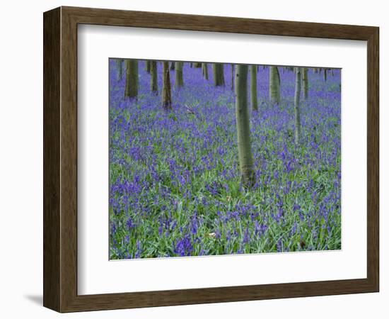 A Bluebell Wood in Sussex, England, UK-Jean Brooks-Framed Photographic Print