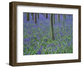 A Bluebell Wood in Sussex, England, UK-Jean Brooks-Framed Photographic Print