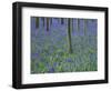 A Bluebell Wood in Sussex, England, UK-Jean Brooks-Framed Photographic Print