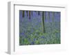 A Bluebell Wood in Sussex, England, UK-Jean Brooks-Framed Photographic Print