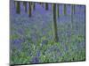 A Bluebell Wood in Sussex, England, UK-Jean Brooks-Mounted Photographic Print