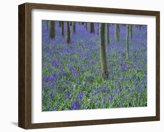 A Bluebell Wood in Sussex, England, UK-Jean Brooks-Framed Photographic Print