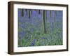 A Bluebell Wood in Sussex, England, UK-Jean Brooks-Framed Photographic Print