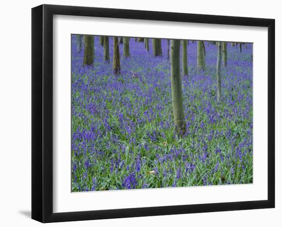 A Bluebell Wood in Sussex, England, UK-Jean Brooks-Framed Photographic Print