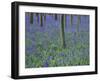 A Bluebell Wood in Sussex, England, UK-Jean Brooks-Framed Photographic Print