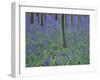 A Bluebell Wood in Sussex, England, UK-Jean Brooks-Framed Photographic Print