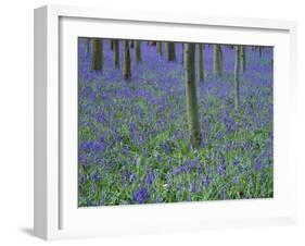 A Bluebell Wood in Sussex, England, UK-Jean Brooks-Framed Photographic Print