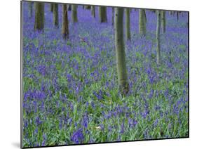A Bluebell Wood in Sussex, England, UK-Jean Brooks-Mounted Photographic Print