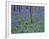 A Bluebell Wood in Sussex, England, UK-Jean Brooks-Framed Photographic Print