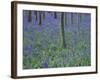 A Bluebell Wood in Sussex, England, UK-Jean Brooks-Framed Photographic Print
