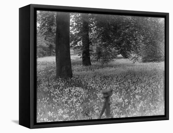 A Bluebell Wood-null-Framed Stretched Canvas
