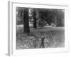 A Bluebell Wood-null-Framed Photographic Print