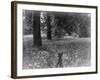 A Bluebell Wood-null-Framed Photographic Print