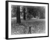 A Bluebell Wood-null-Framed Photographic Print