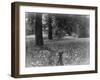 A Bluebell Wood-null-Framed Photographic Print