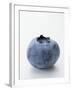 A Blueberry-null-Framed Photographic Print