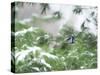 A Bluejay Peeks out from Snowy Pine Branches-null-Stretched Canvas