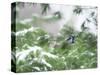 A Bluejay Peeks out from Snowy Pine Branches-null-Stretched Canvas