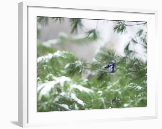 A Bluejay Peeks out from Snowy Pine Branches-null-Framed Photographic Print