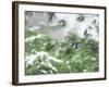 A Bluejay Peeks out from Snowy Pine Branches-null-Framed Photographic Print