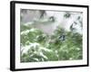 A Bluejay Peeks out from Snowy Pine Branches-null-Framed Photographic Print