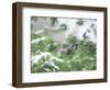 A Bluejay Peeks out from Snowy Pine Branches-null-Framed Photographic Print