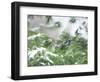 A Bluejay Peeks out from Snowy Pine Branches-null-Framed Photographic Print