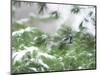 A Bluejay Peeks out from Snowy Pine Branches-null-Mounted Photographic Print