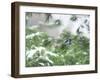 A Bluejay Peeks out from Snowy Pine Branches-null-Framed Photographic Print